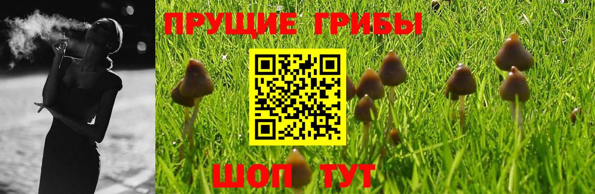 купить наркоту  Вход с VPN  Каменск-Уральский  Псилоцибиновые грибы Psilocybe 